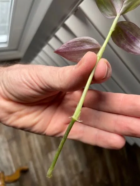 pruning wandering jew
