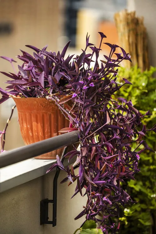 purple heart plant care