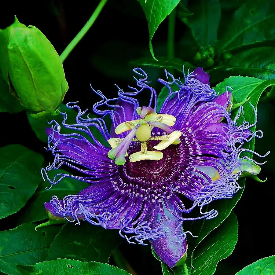 purple passion fruit flowers and ripe fruit on vine