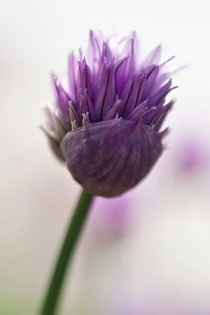 purple pom-pom flower heads