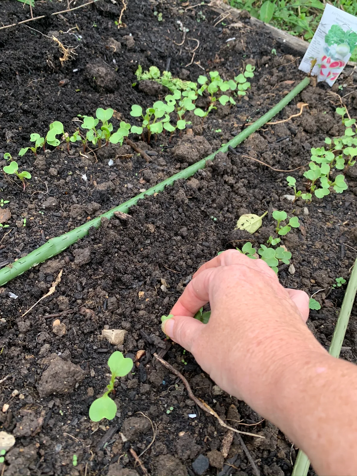 radish thinning seedlings