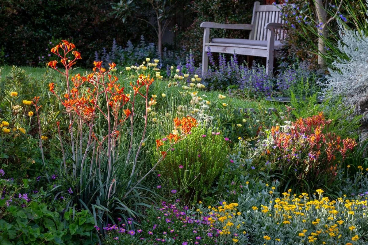 rain garden plants
