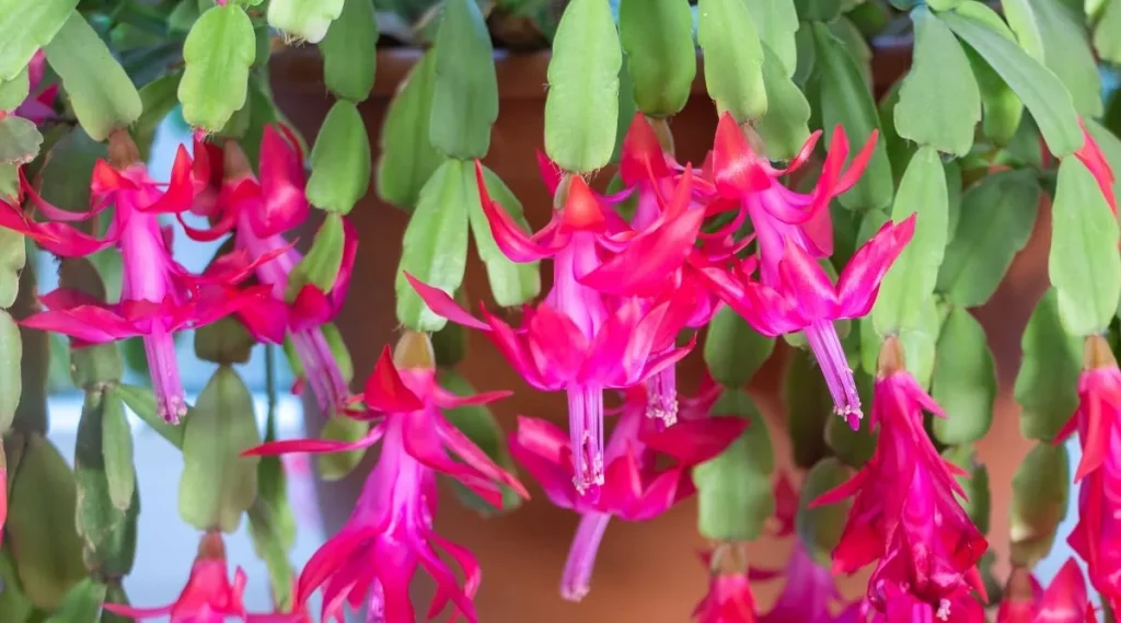 reblooming thanksgiving cactus
