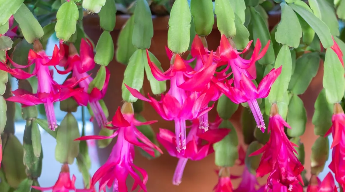 reblooming thanksgiving cactus