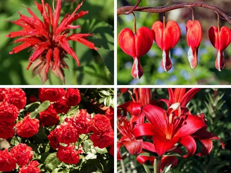 red flower color variation