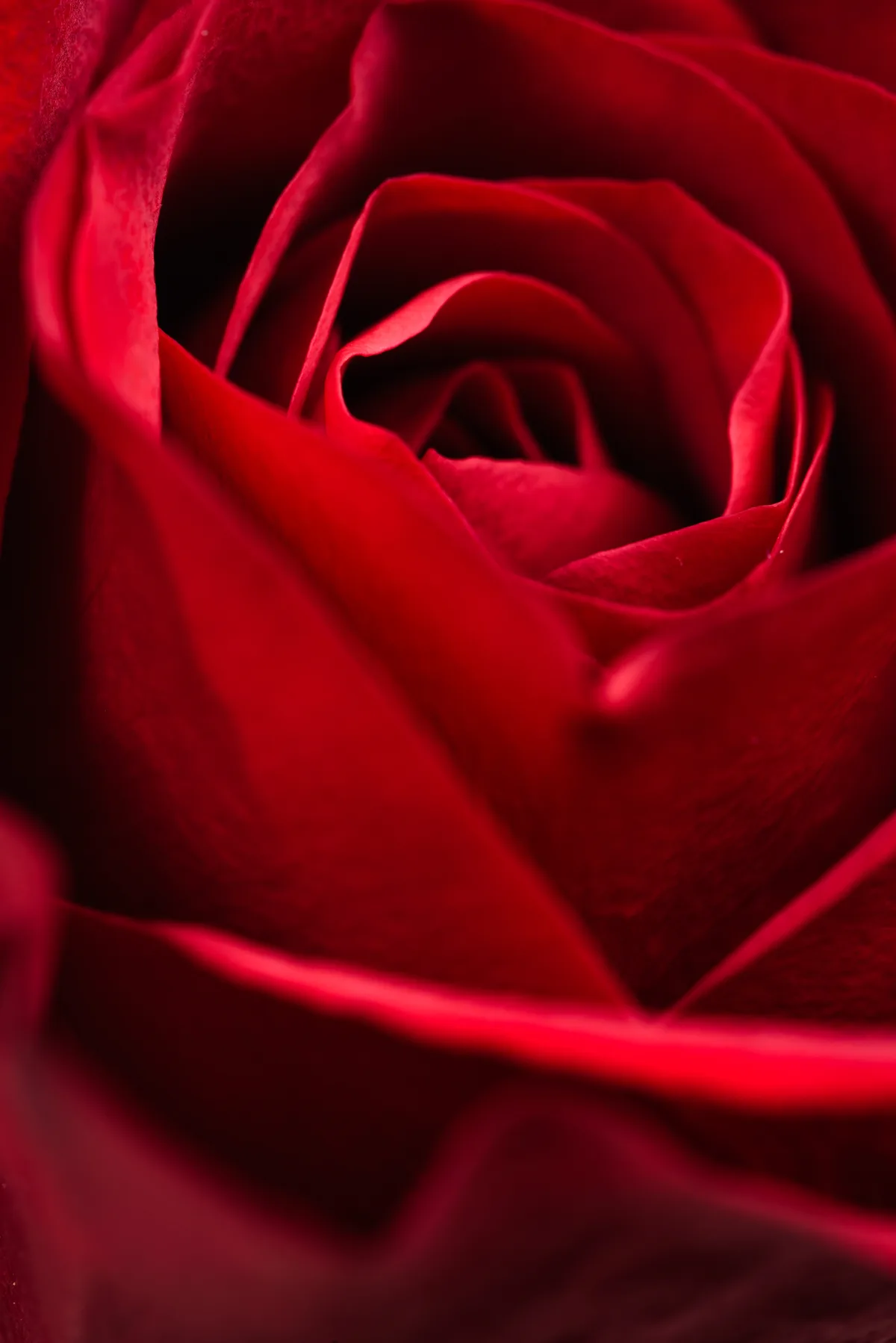 red flowers