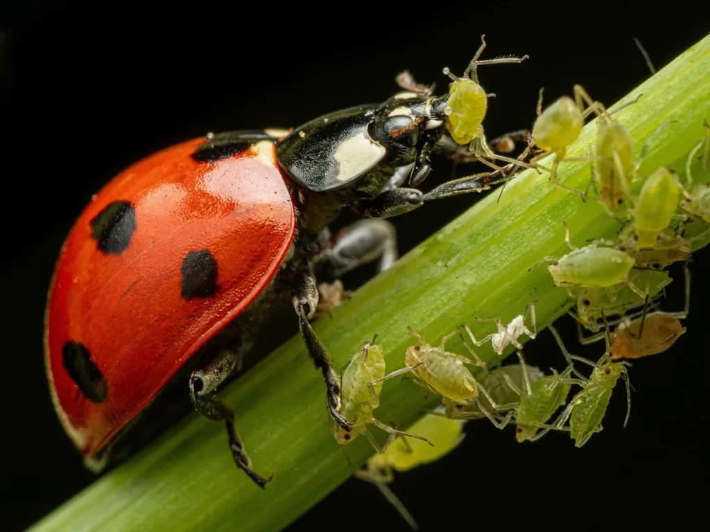 release ladybugs