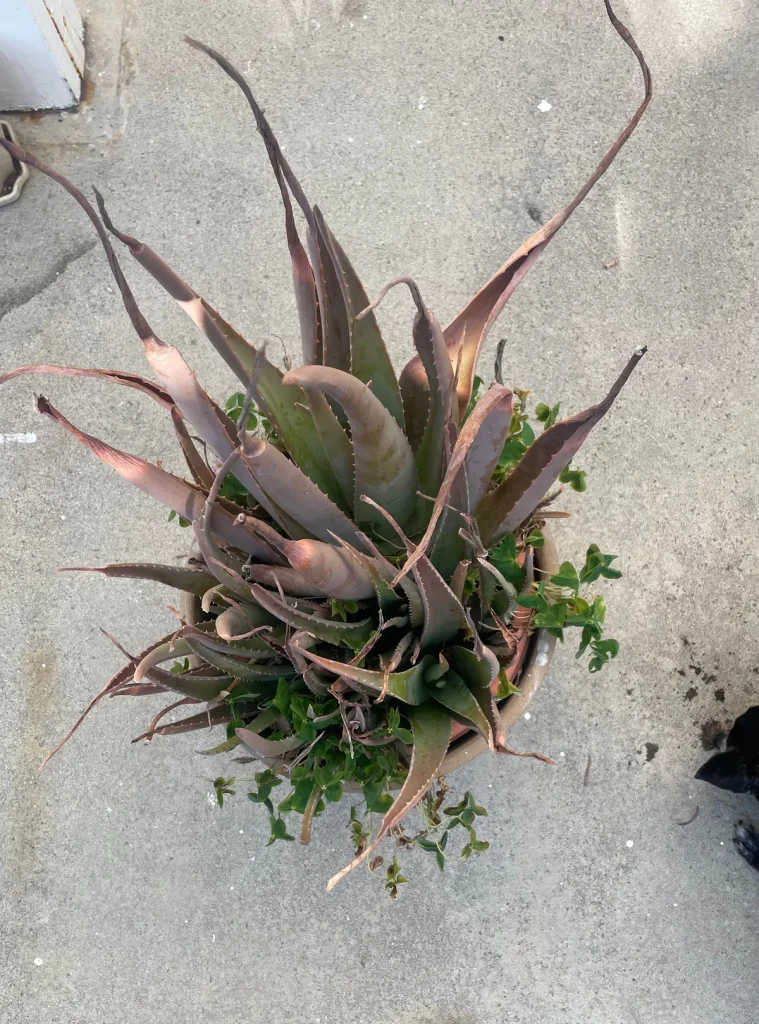 repotting aloe vera