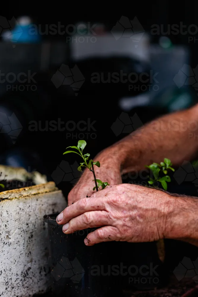 repotting seedlings