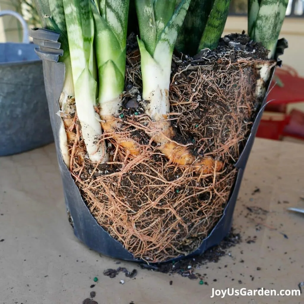 repotting snake plant