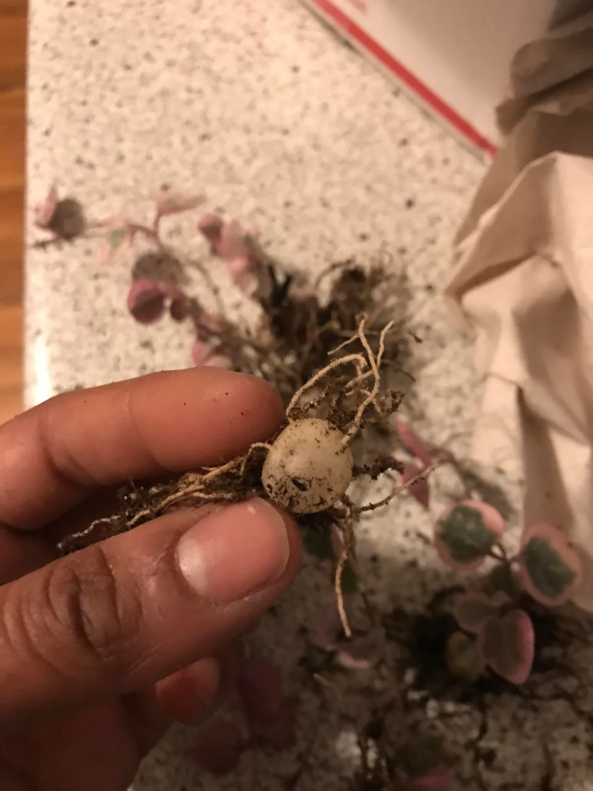 repotting succulents