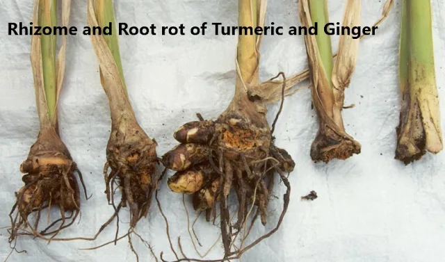 Rhizome