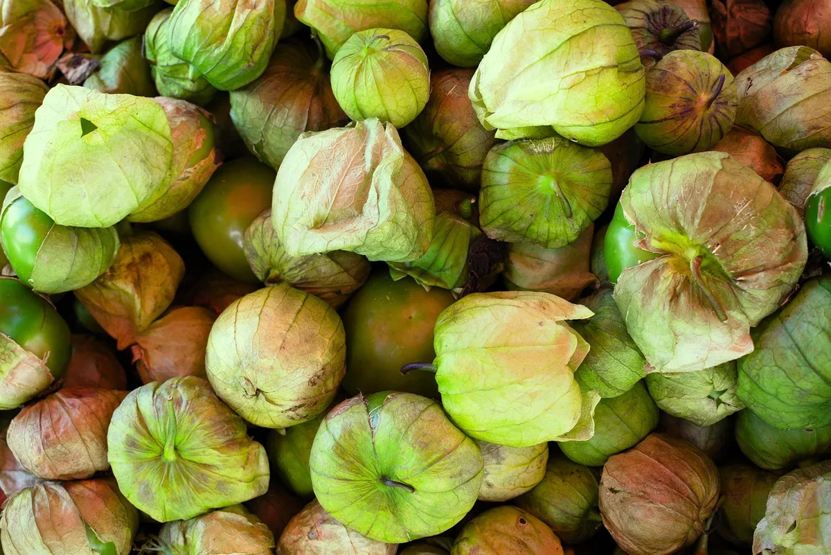 ripe tomatillo husk split
