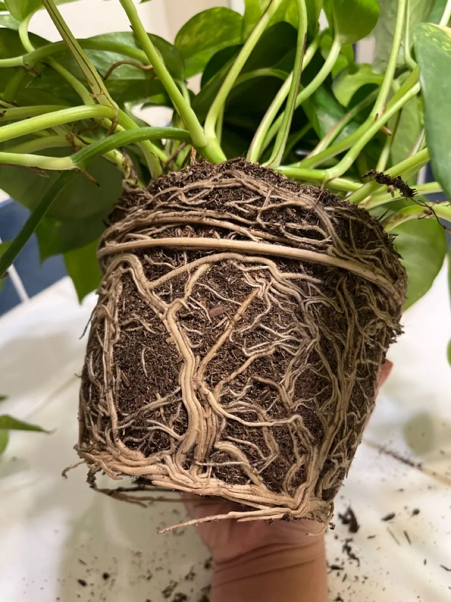 root-bound