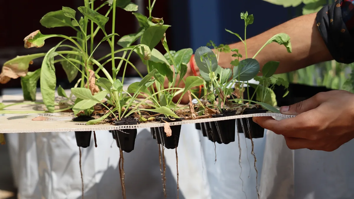 root-bound seedling