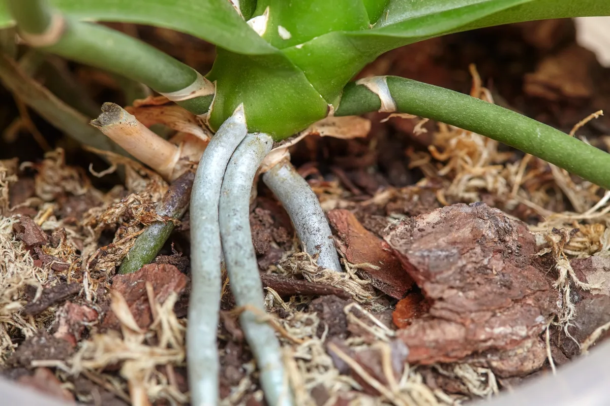 root color indicators