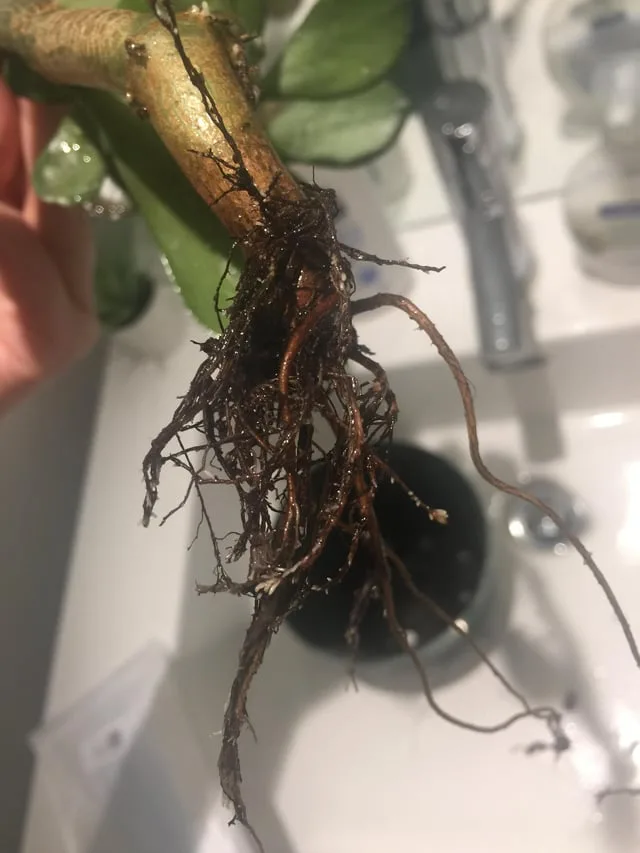 root rot inspection