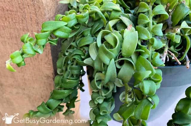 root rot lipstick plant