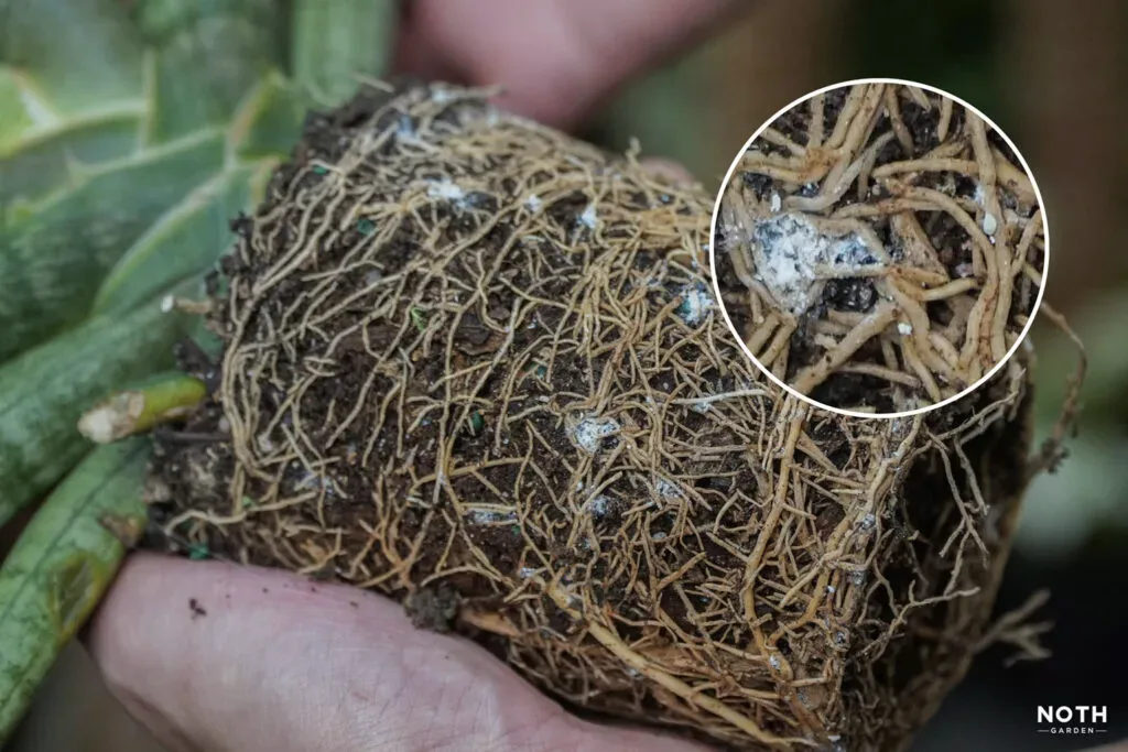 root rot