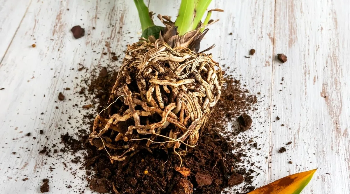 root rot orchid cactus