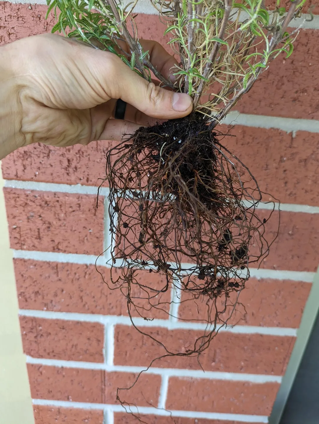 root rot rosemary