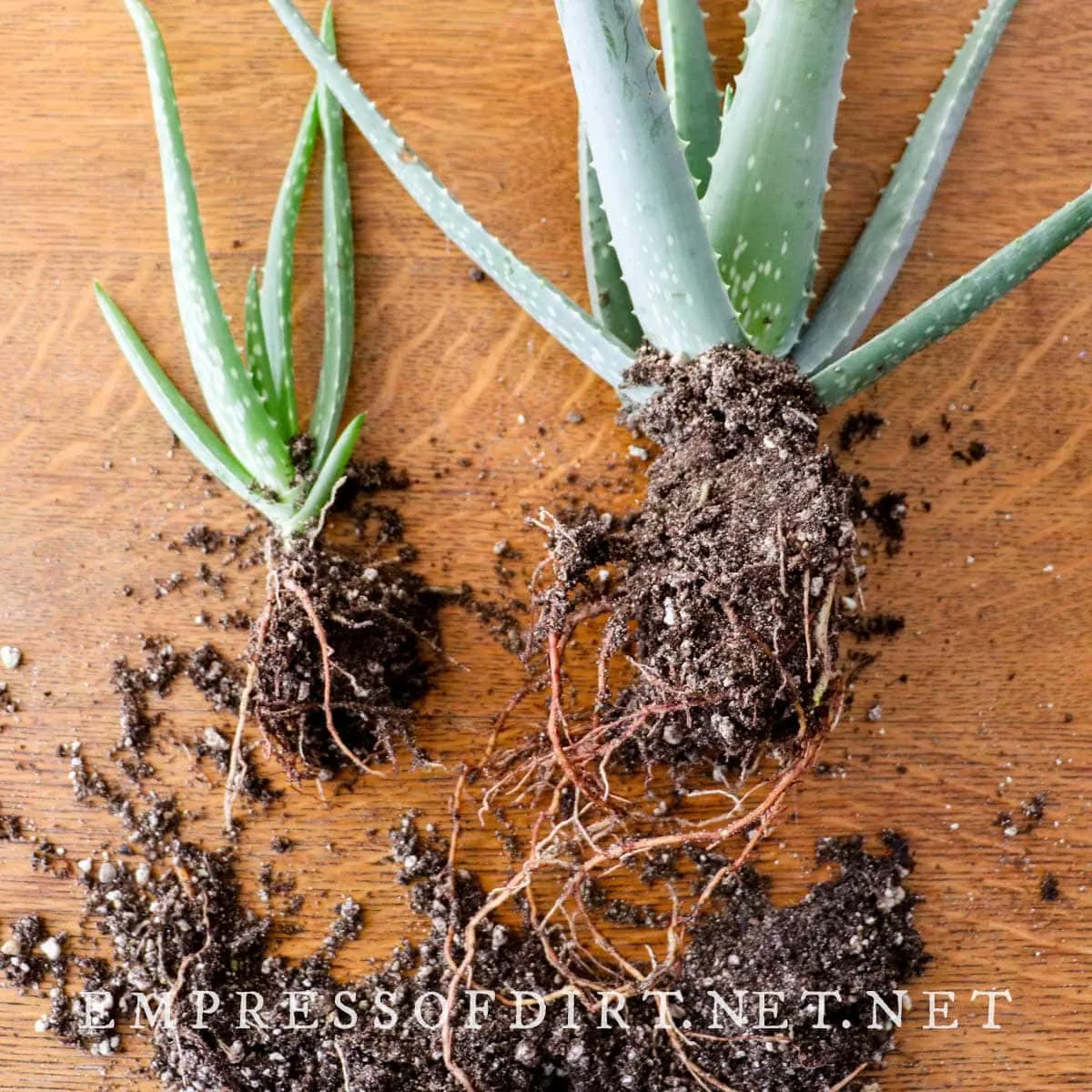 Root system (existing roots on pups)