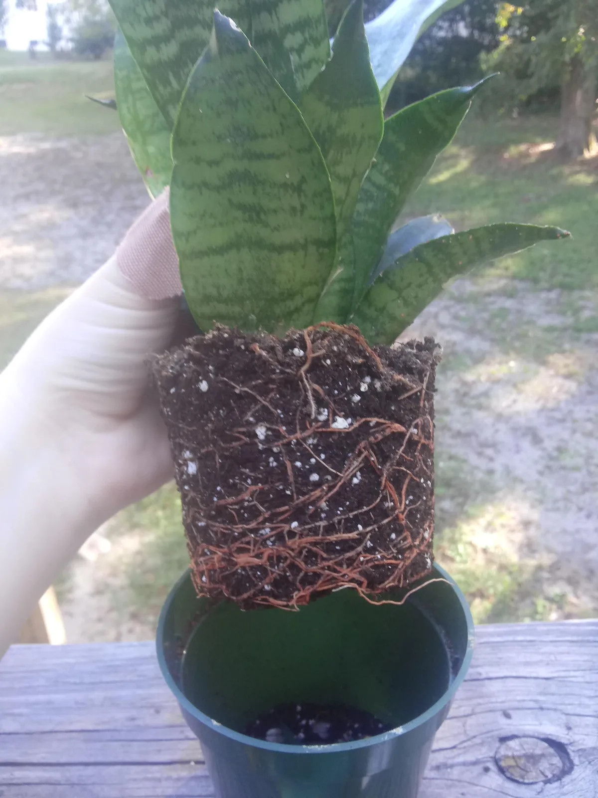 rootbound snake plant roots