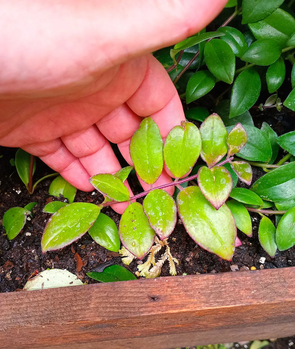 rooted lipstick plant cutting