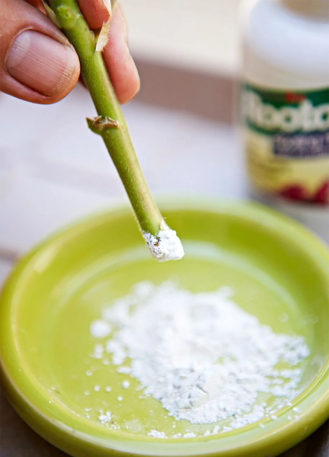 rooting hormone