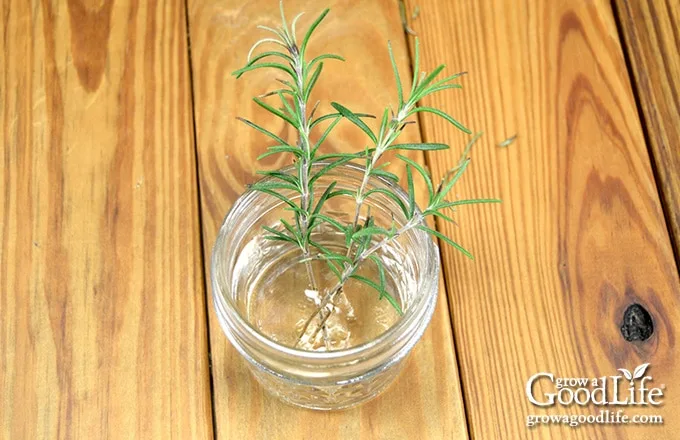 rosemary cutting propagation