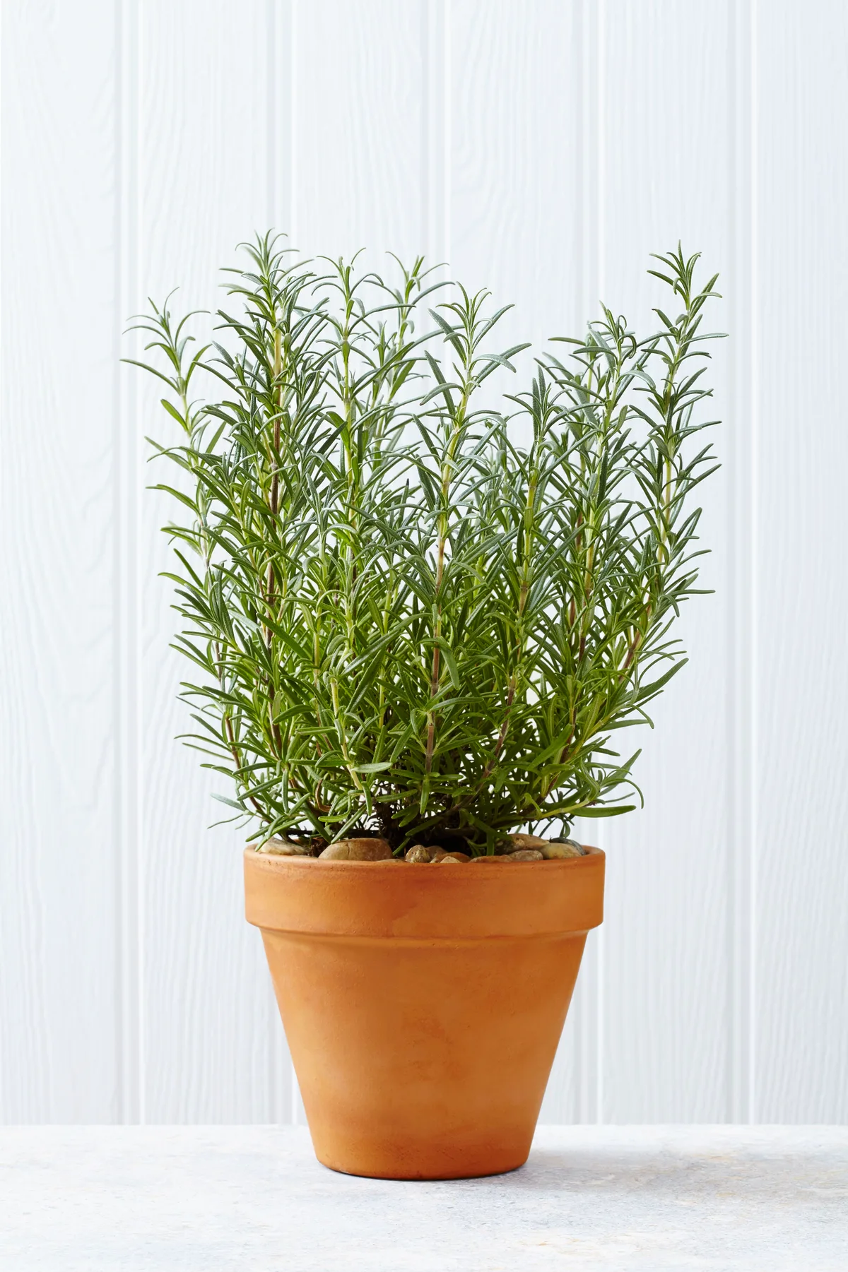 rosemary plant in pot