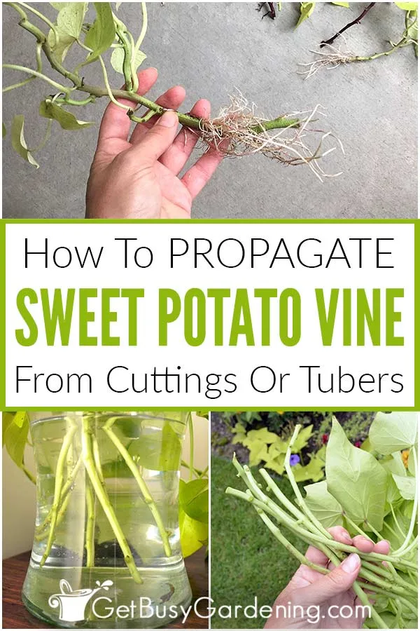rotting sweet potato vine cutting