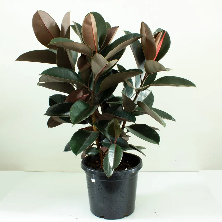 rubber plant care