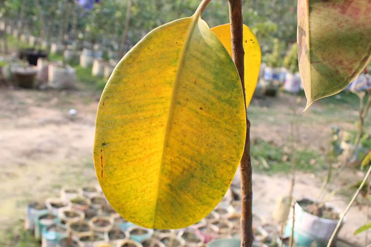 rubber plant turning yellow