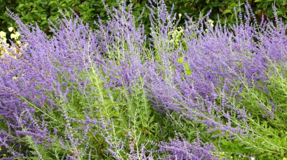 russian sage care