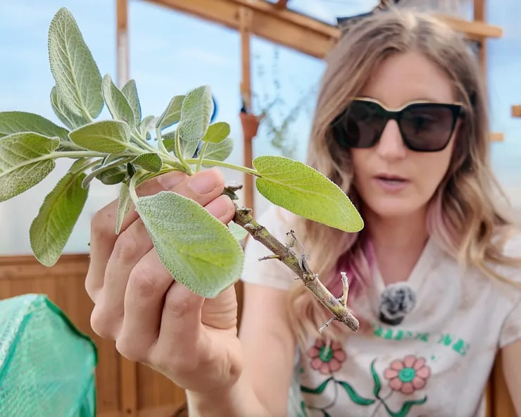 sage propagation cuttings