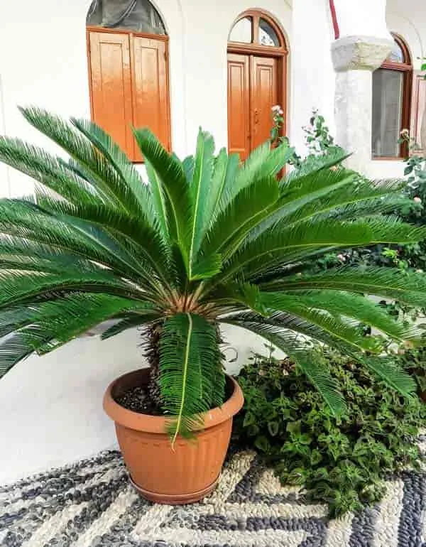 sago palm care