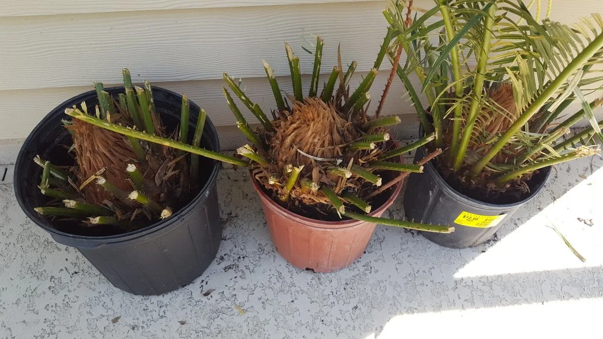 sago palm pups propagation
