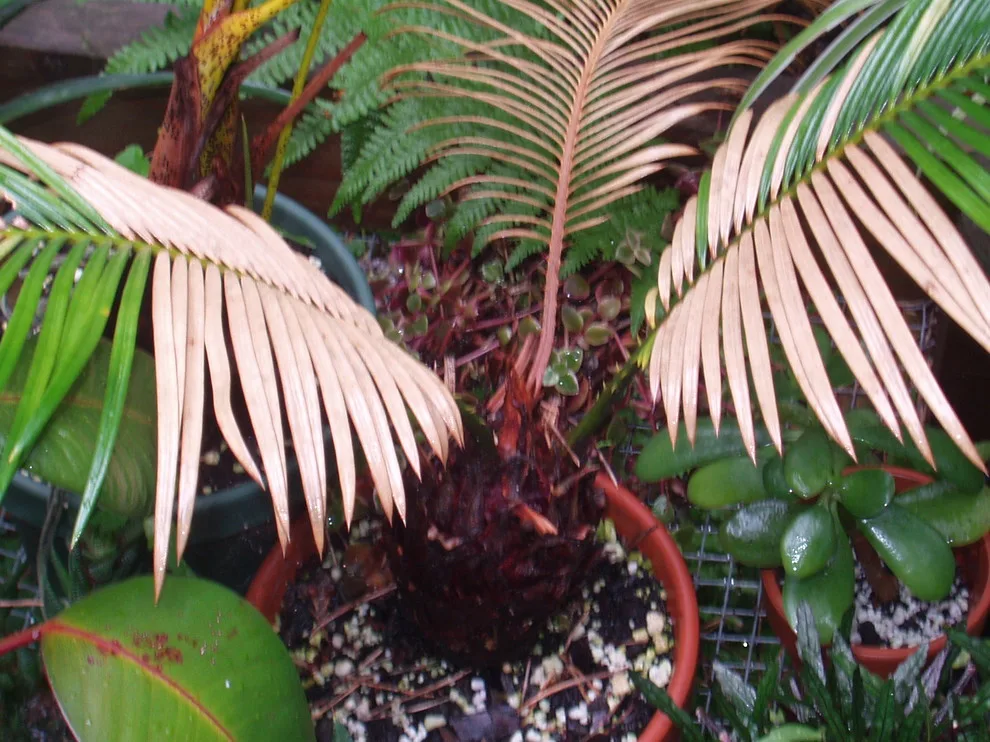 sago palm yellowing fronds