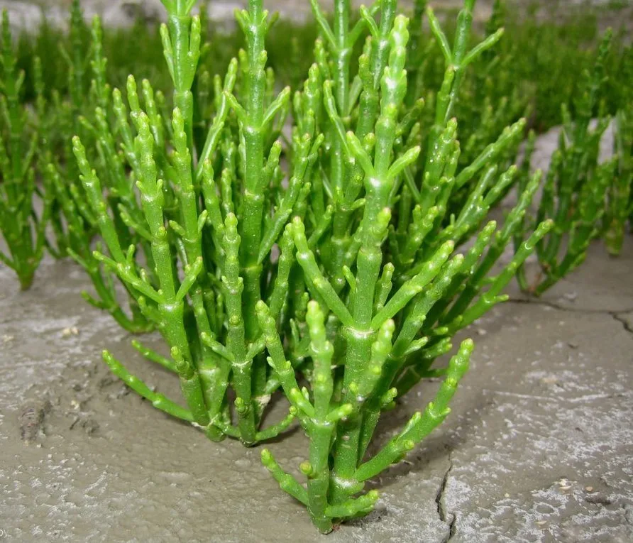 Salicornia