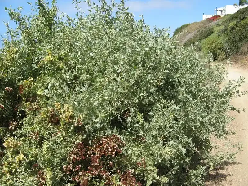 salt resistant plants