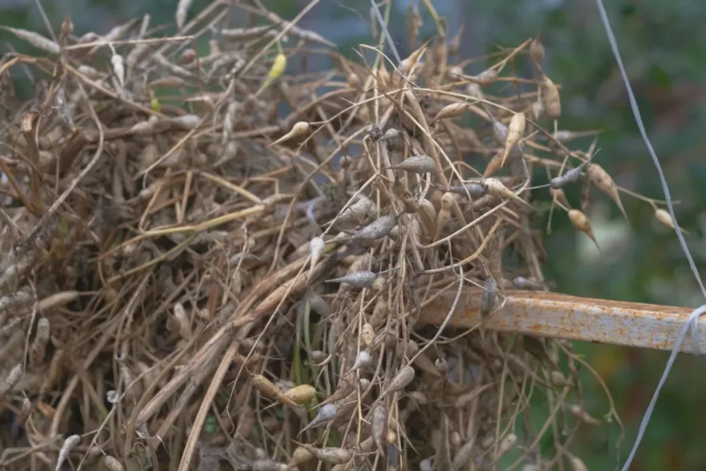 saving radish seeds