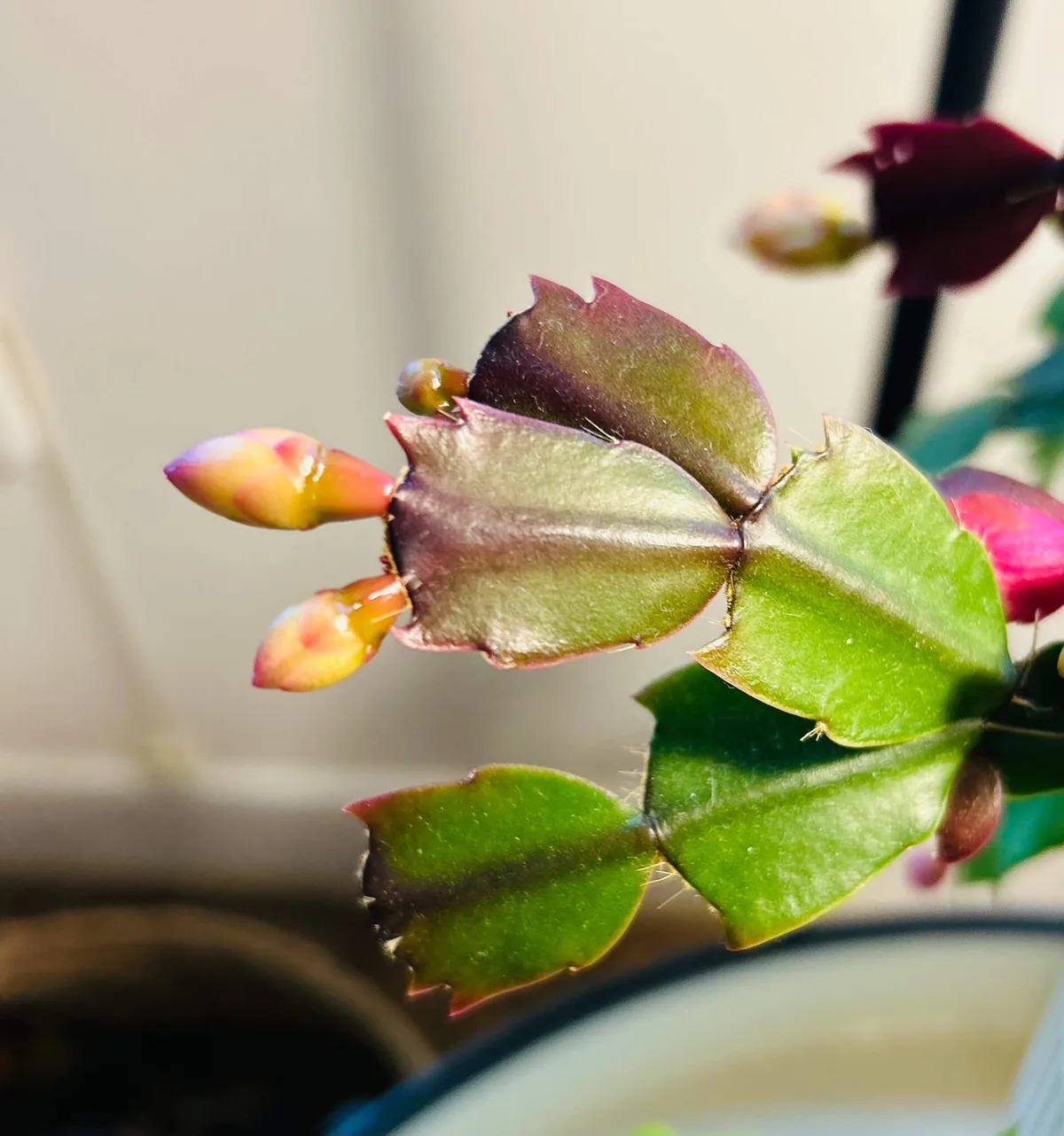 Schlumbergera truncata leaf margin