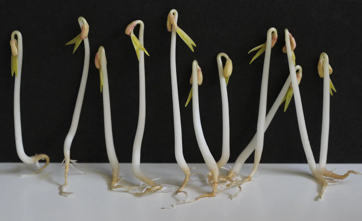 seed sprouting