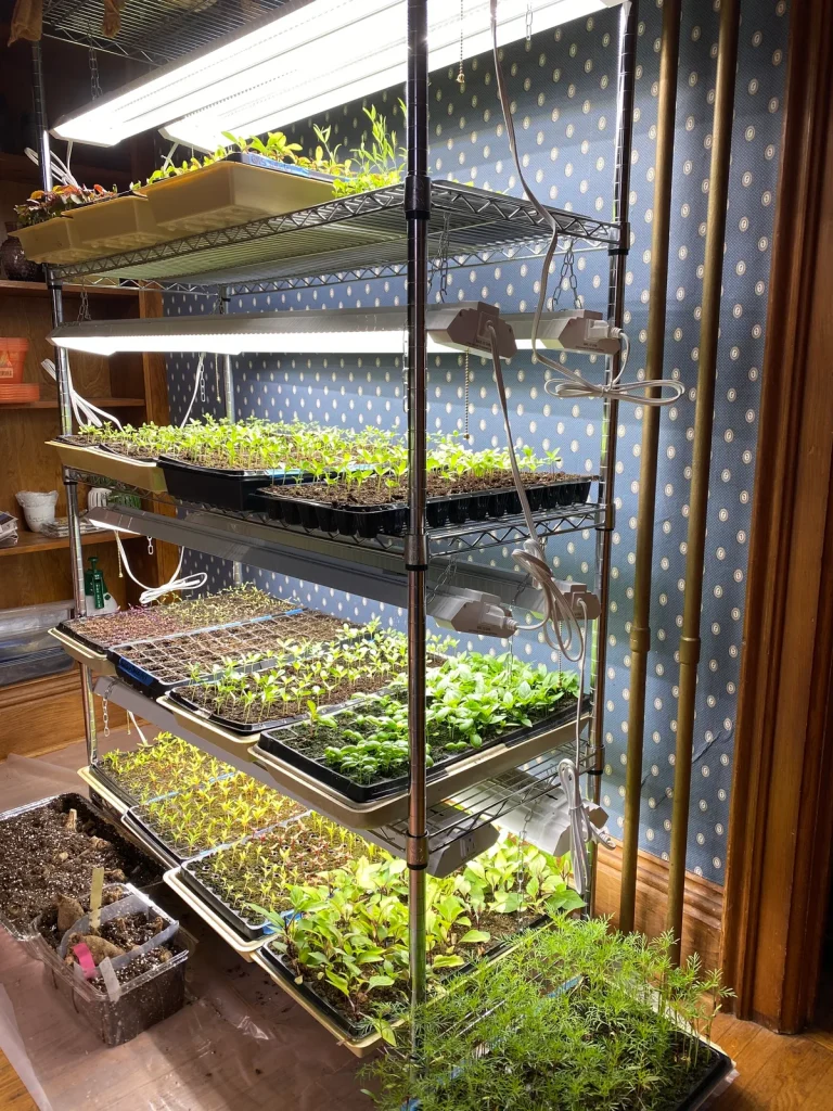 seed starting supplies