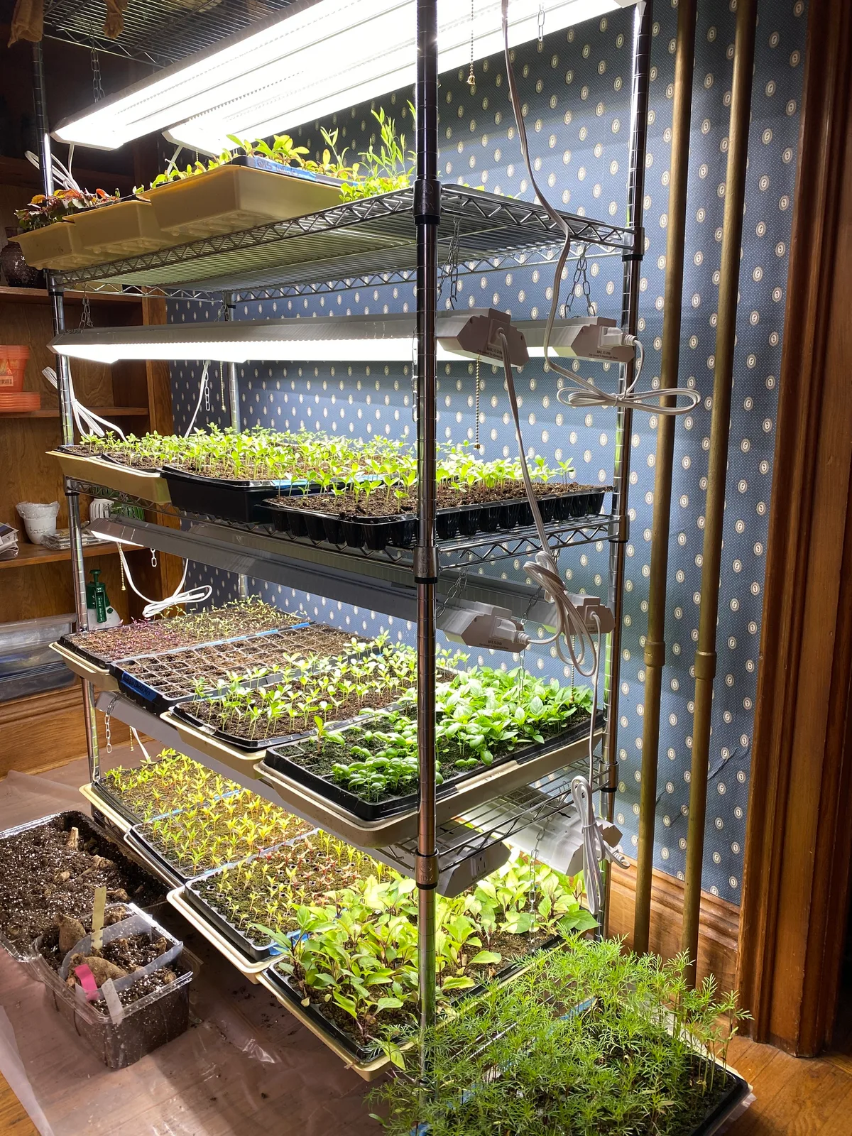 seed starting supplies