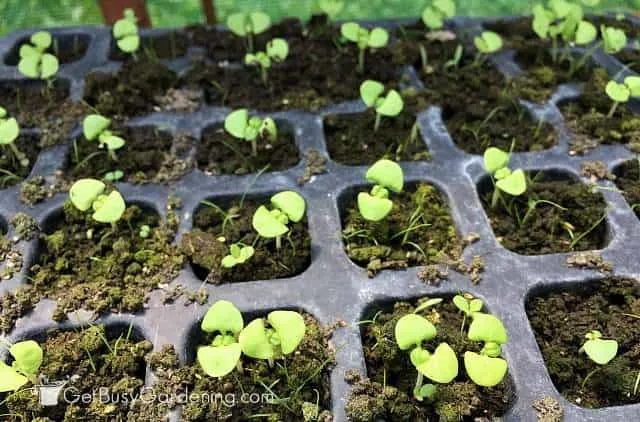 seed trays