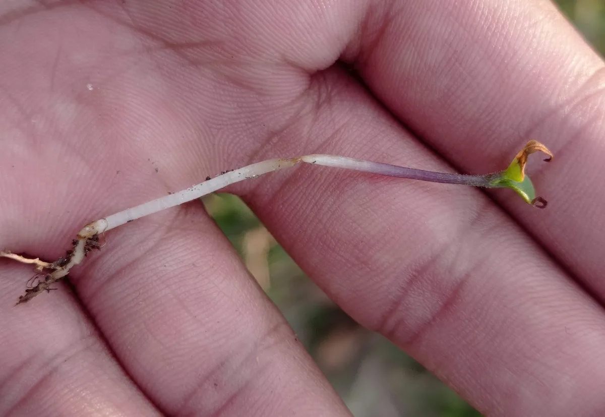 seedling damping off