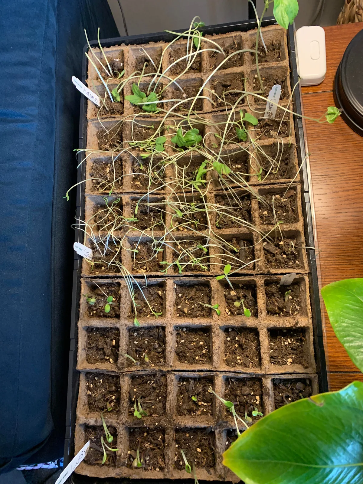 seedling diagnosis