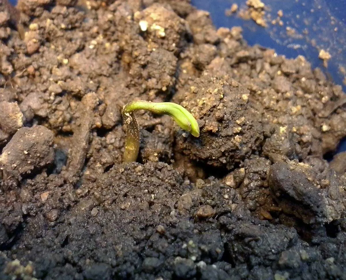 seedling problems